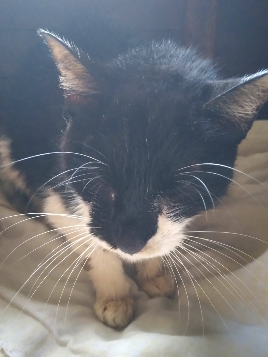 uma trouxa qualquer 🪔 tweet media