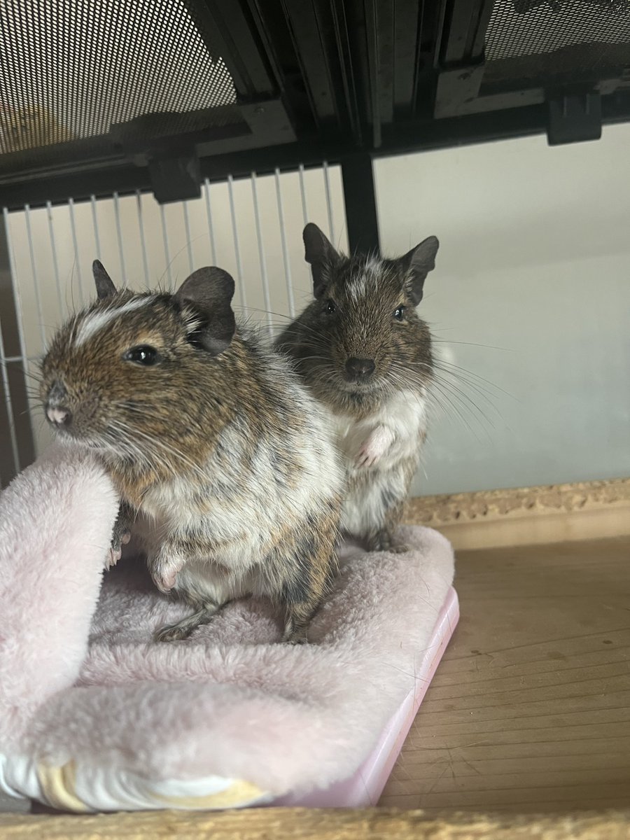 デグーのくるみ　胡呂丸＆桃丸 tweet media