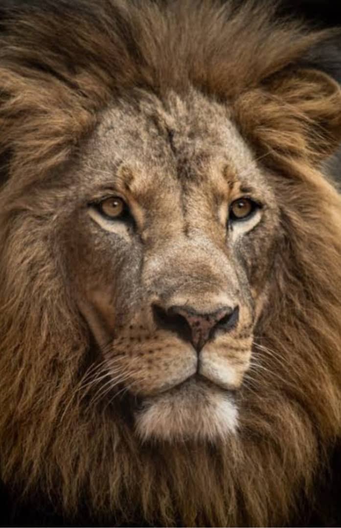 PLU- MAK-chapter tweet media