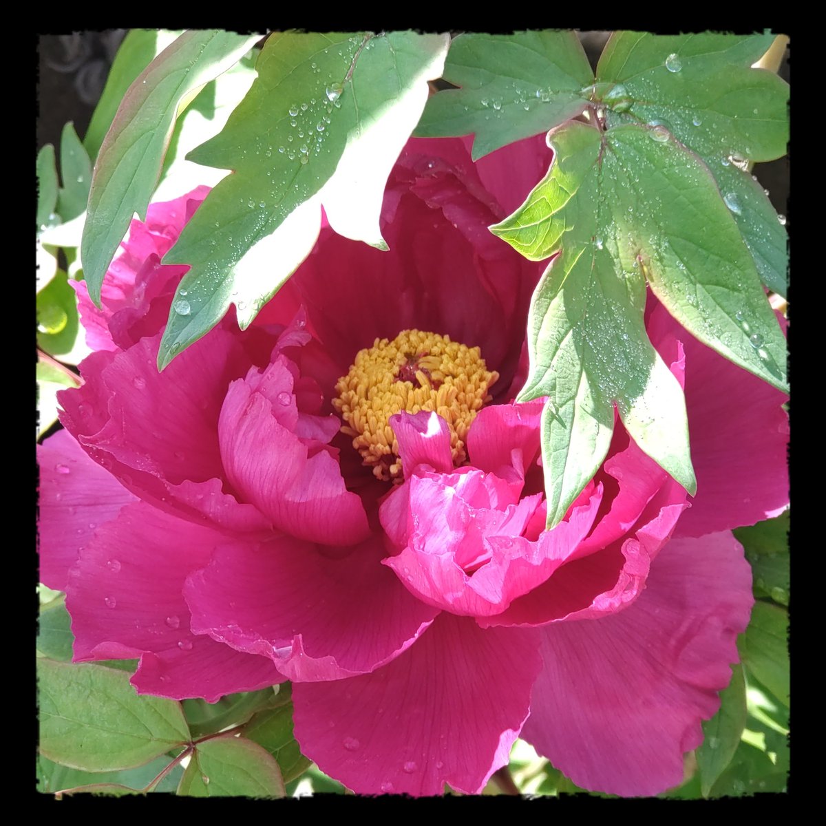 リューカ tweet media