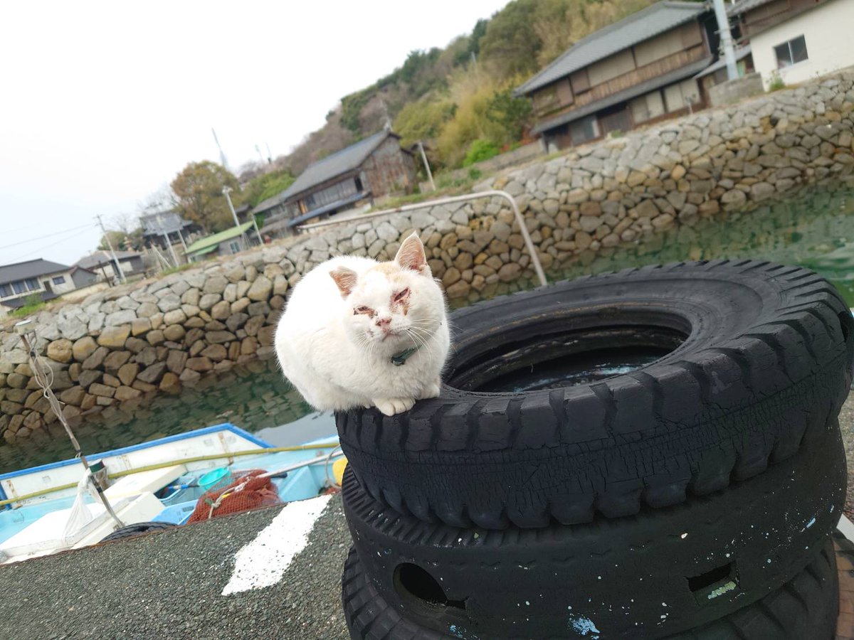 青島猫を支援する会-青島・島民15人猫100匹以上の島- tweet media