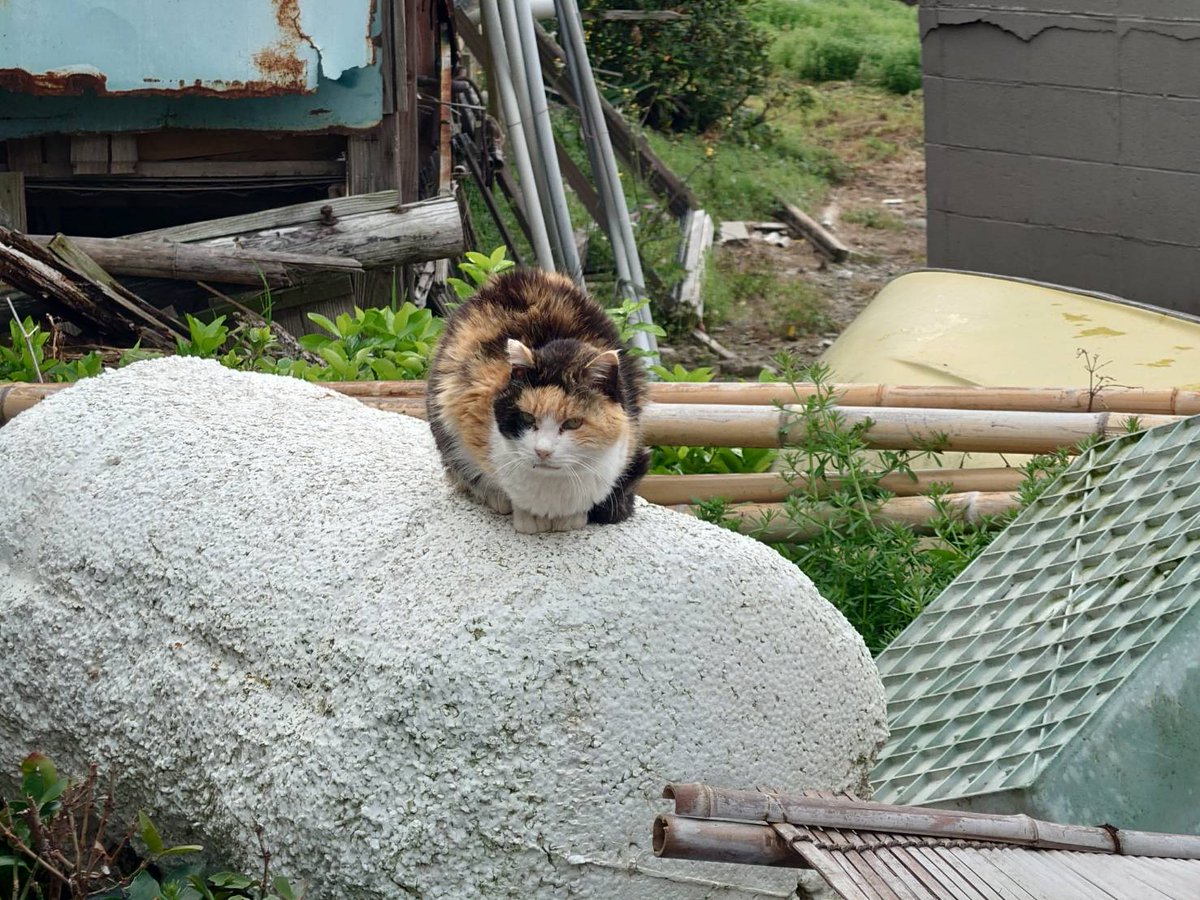 青島猫を支援する会-青島・島民15人猫100匹以上の島- tweet media