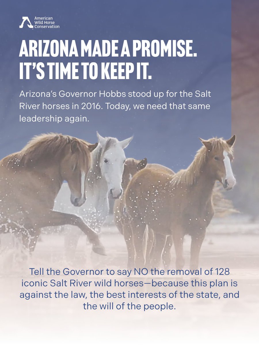 American Wild Horse Conservation tweet media