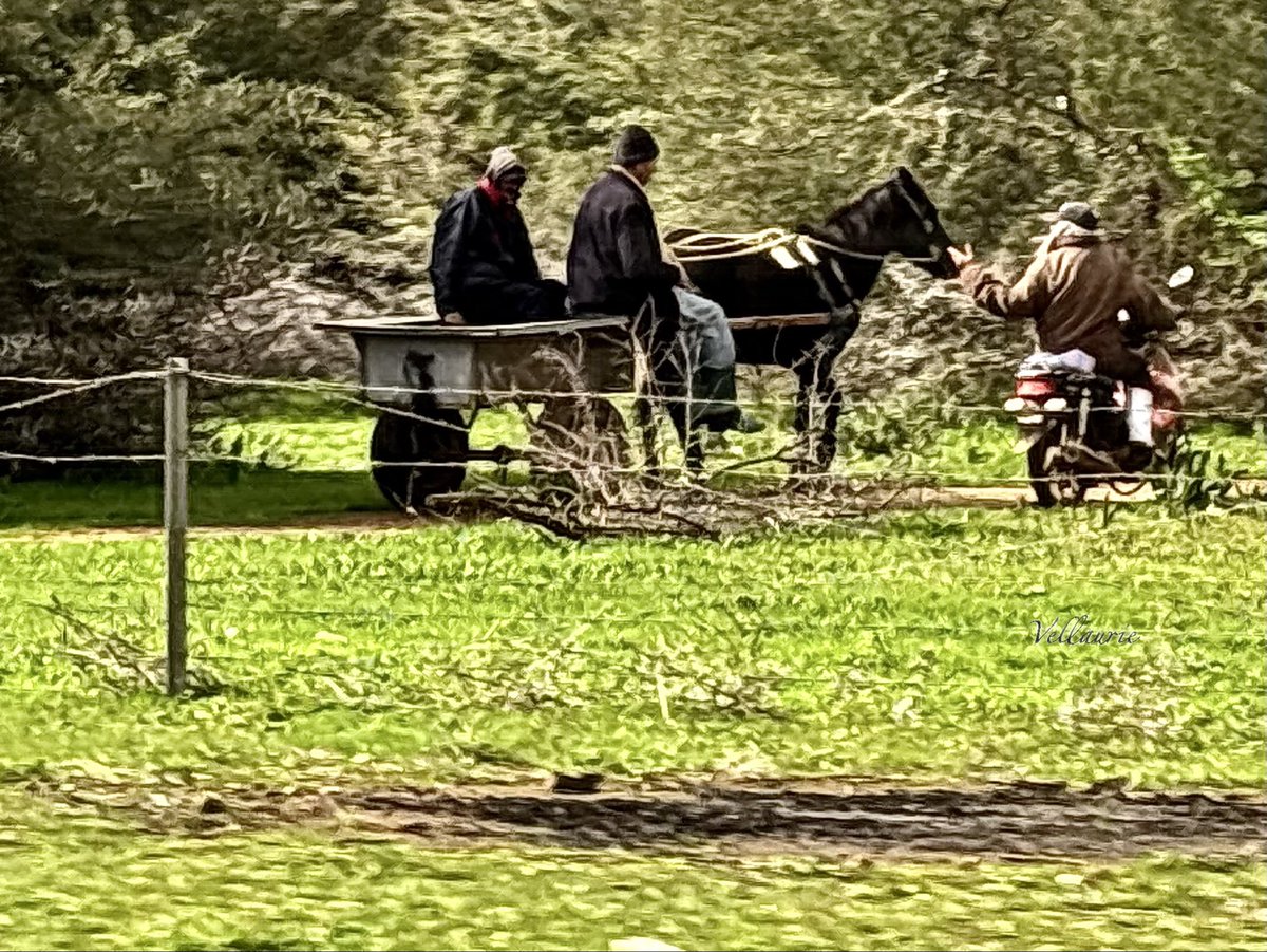 VijayEllaurie's tweet image. Just horsing around. 
#horses #FencePostFriday