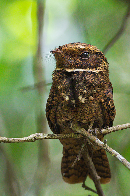 Aves do Brasil tweet media