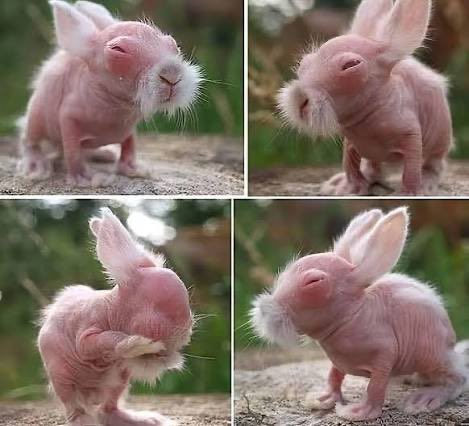 Vespy 🌈 Wholesome FunBun tweet media