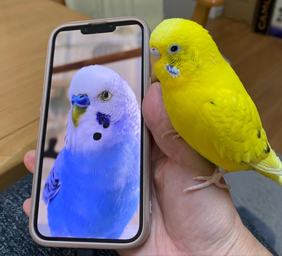 うちのたま、知りませんか？🐥🐣🐦 tweet media