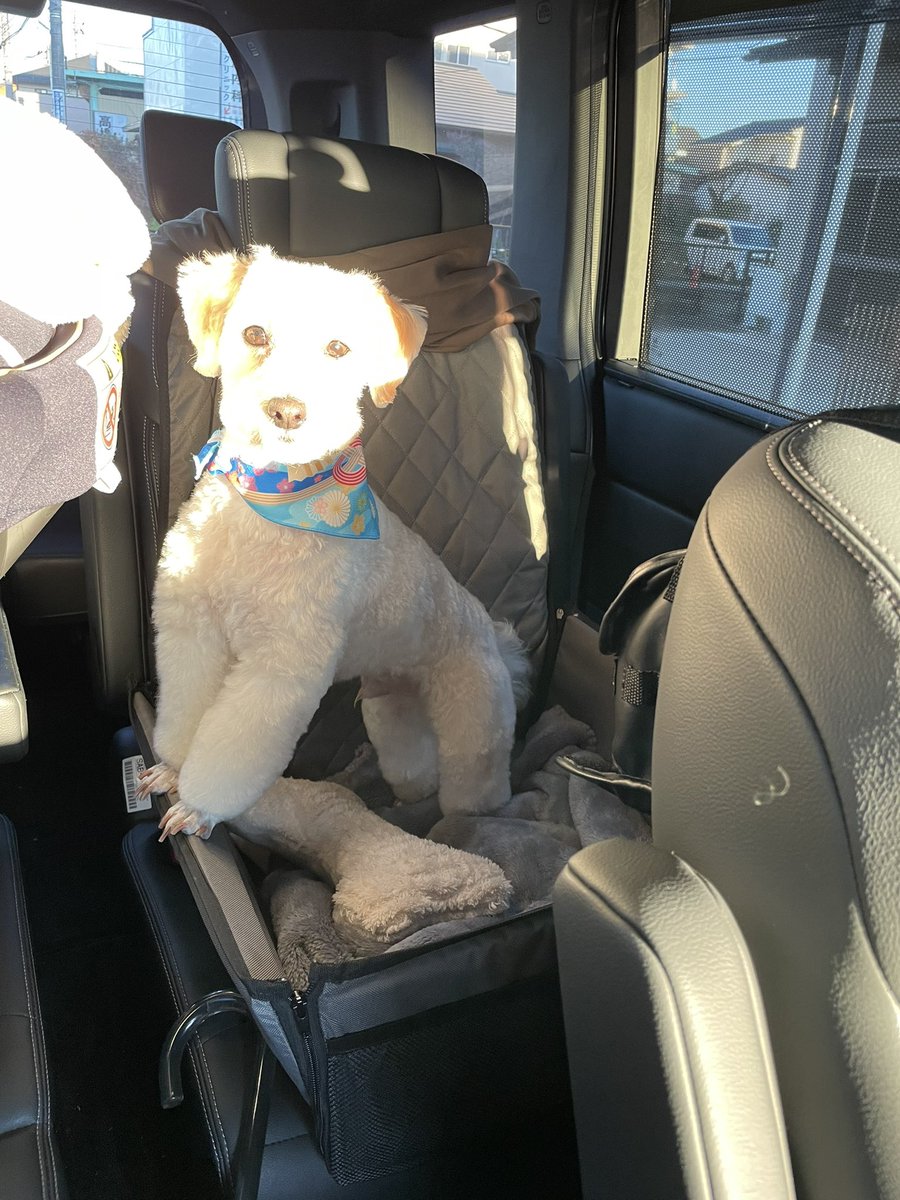 おっさん@しろぬこ tweet media