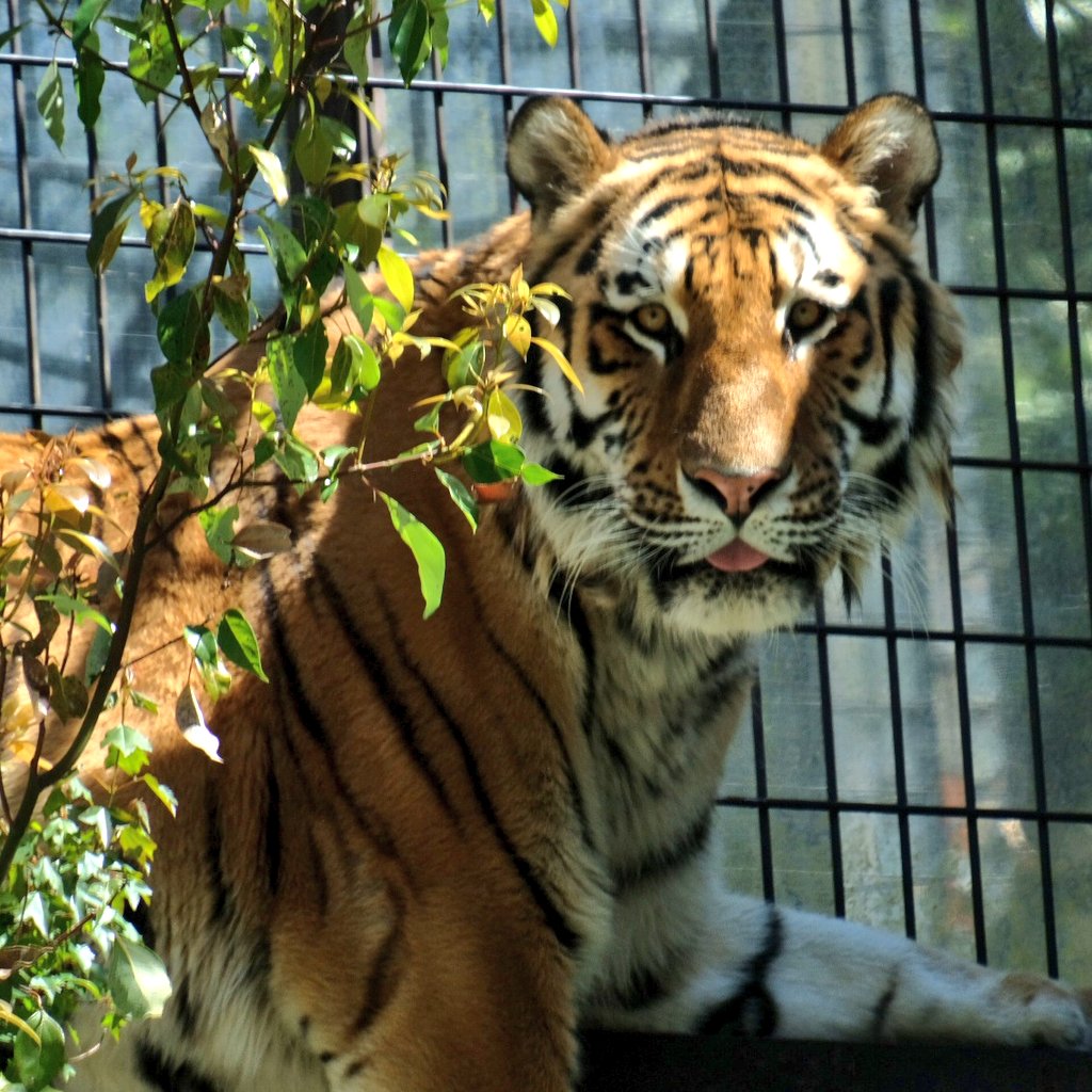 パンダバ tweet media