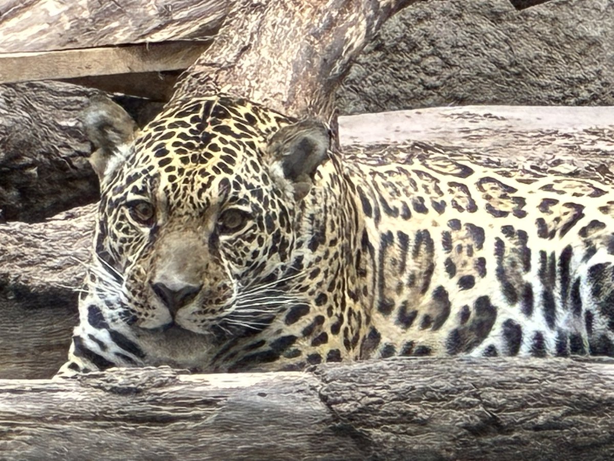 #東山動植物園