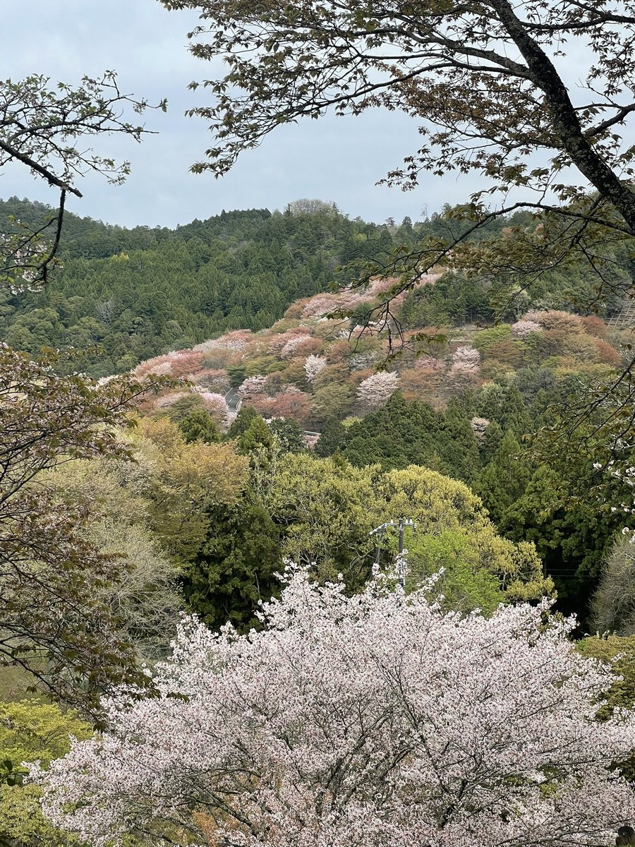 oncha9494's tweet photo. ４月１０日
初めて訪れた吉野の桜🌸

奥千本以外は
散り始めとはありましたが私的には十分な見応えあり🌸

中千本〜奥千本まで登りで徒歩🚶‍♀️
中千本〜下千本まで下りで徒歩🚶‍♀️
なかなかのハードさでしたが
歩いて景色を見て癒された１日でした🌸

#吉野の桜
#奈良桜 https://t.co/Y8Cyhqnk4h