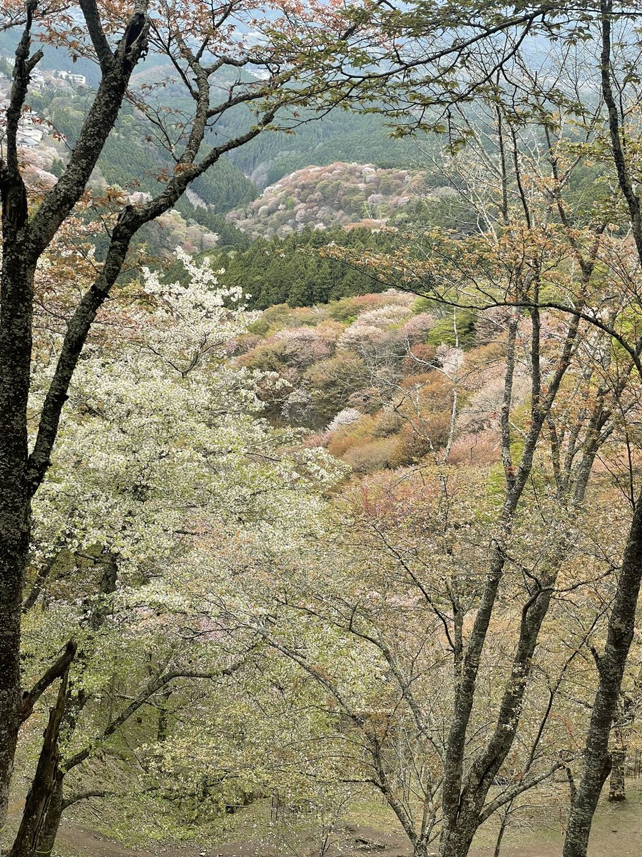 oncha9494's tweet photo. ４月１０日
初めて訪れた吉野の桜🌸

奥千本以外は
散り始めとはありましたが私的には十分な見応えあり🌸

中千本〜奥千本まで登りで徒歩🚶‍♀️
中千本〜下千本まで下りで徒歩🚶‍♀️
なかなかのハードさでしたが
歩いて景色を見て癒された１日でした🌸

#吉野の桜
#奈良桜 https://t.co/Y8Cyhqnk4h