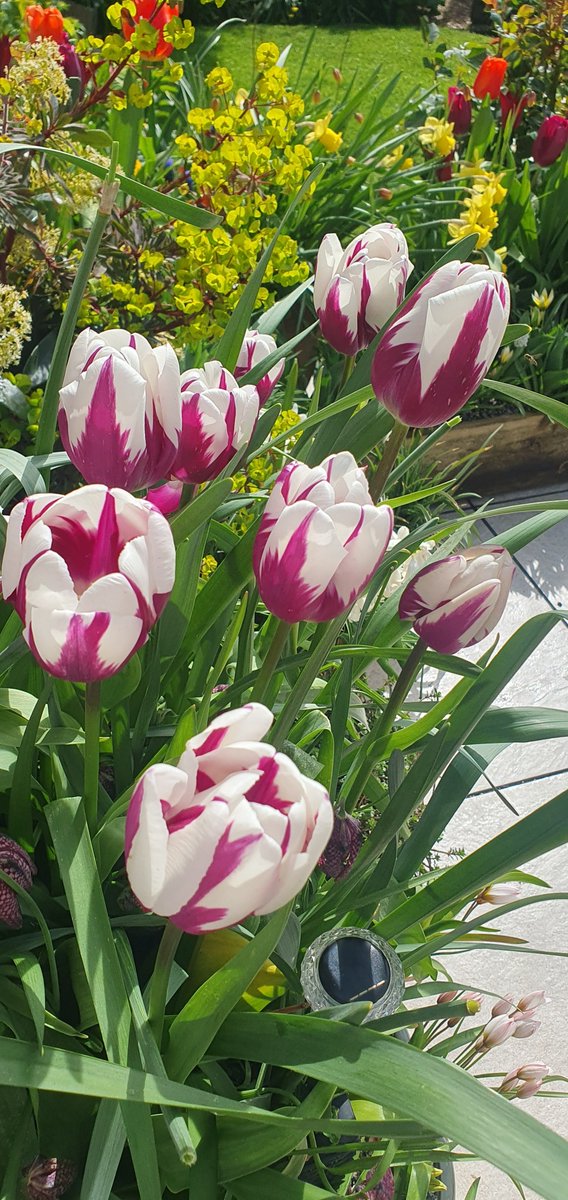 JamesInGarden's tweet image. Love these tulips and snake head fritillarias tub I planted in late autumn.  #gardeningtwitter #tulips #springbulbs