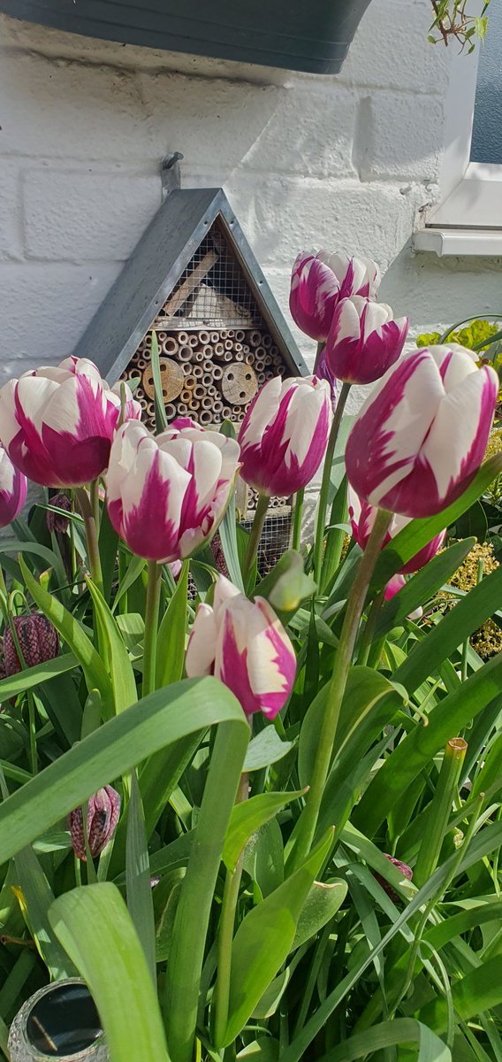 JamesInGarden's tweet image. Love these tulips and snake head fritillarias tub I planted in late autumn.  #gardeningtwitter #tulips #springbulbs