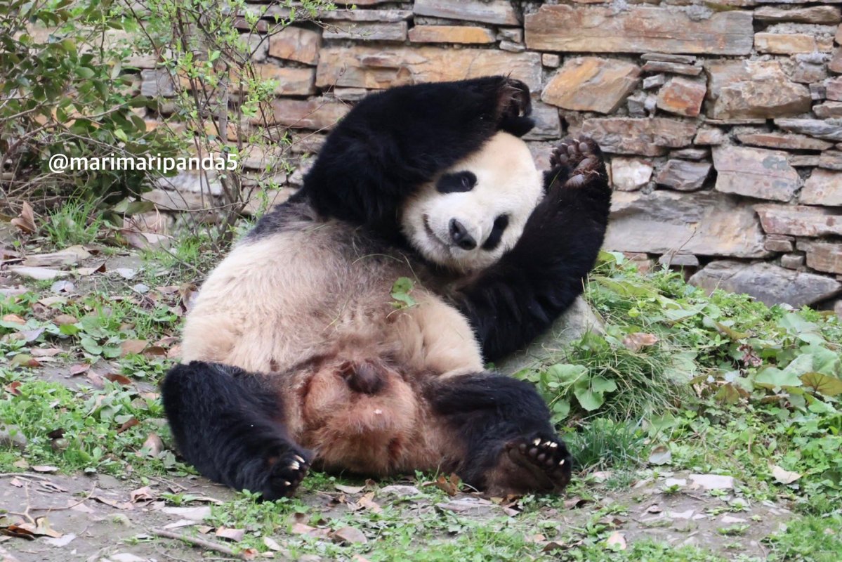 まりまり☆パンダ tweet media