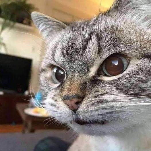 كانسيلو tweet media