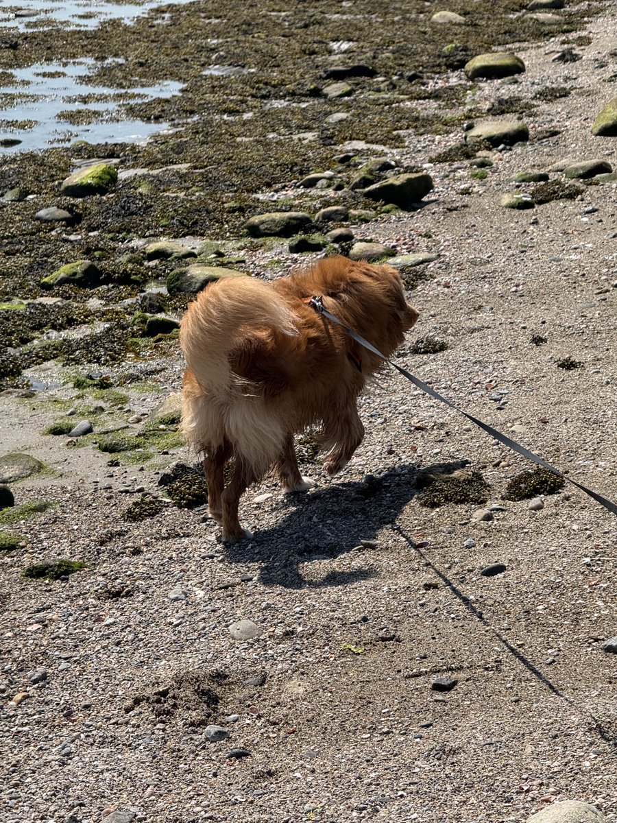 ShadowLakeDog's tweet image. I did my happy prance at the beach and added a swoosh bc… #FluffyButtFriday!