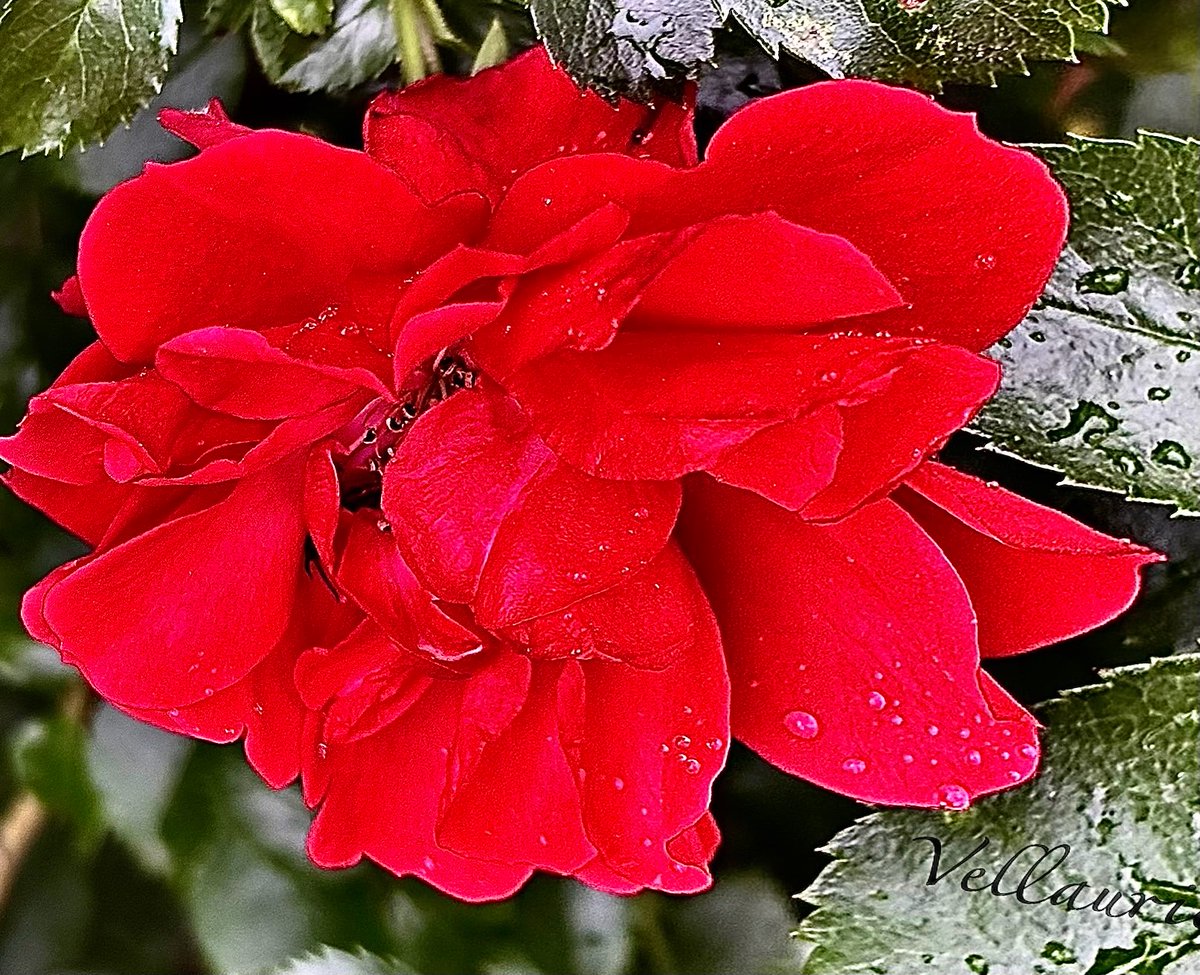 VijayEllaurie's tweet image. "Red is the first color of spring. It's the real color of rebirth. Of beginning." 
Let’s see your red photos! #red #roses