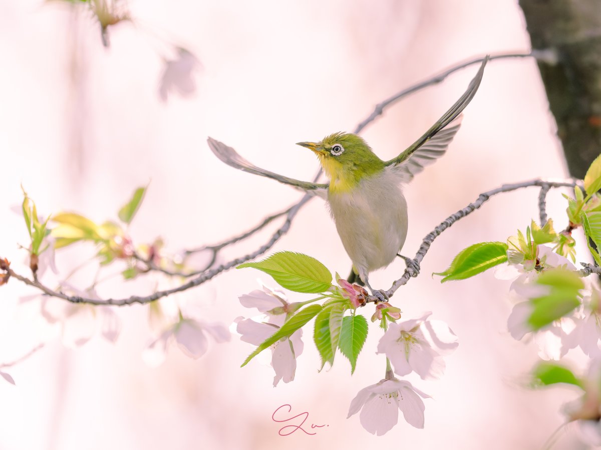 birdbirdbirdy's tweet image. ✨サクジローの舞✨

#メジロ #野鳥撮影 
#SONY #SonyAlpha
 #4K #これソニーで撮りました