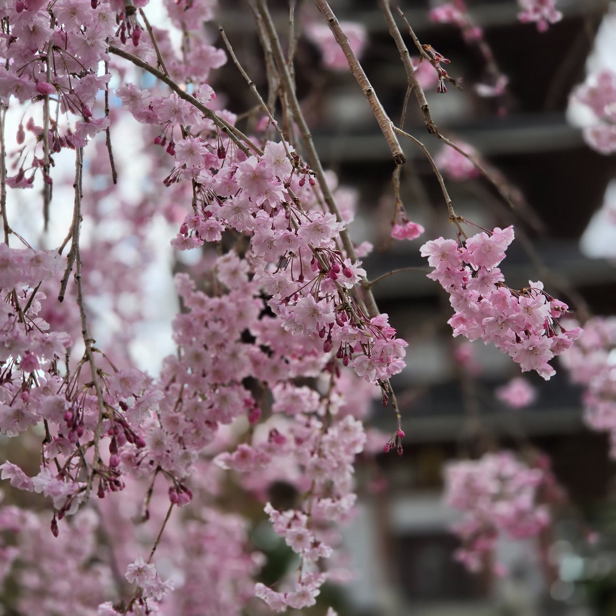 園内の桜が満開です🌸 少し曇り空ですが たまに晴れ間が…📷 水仙や