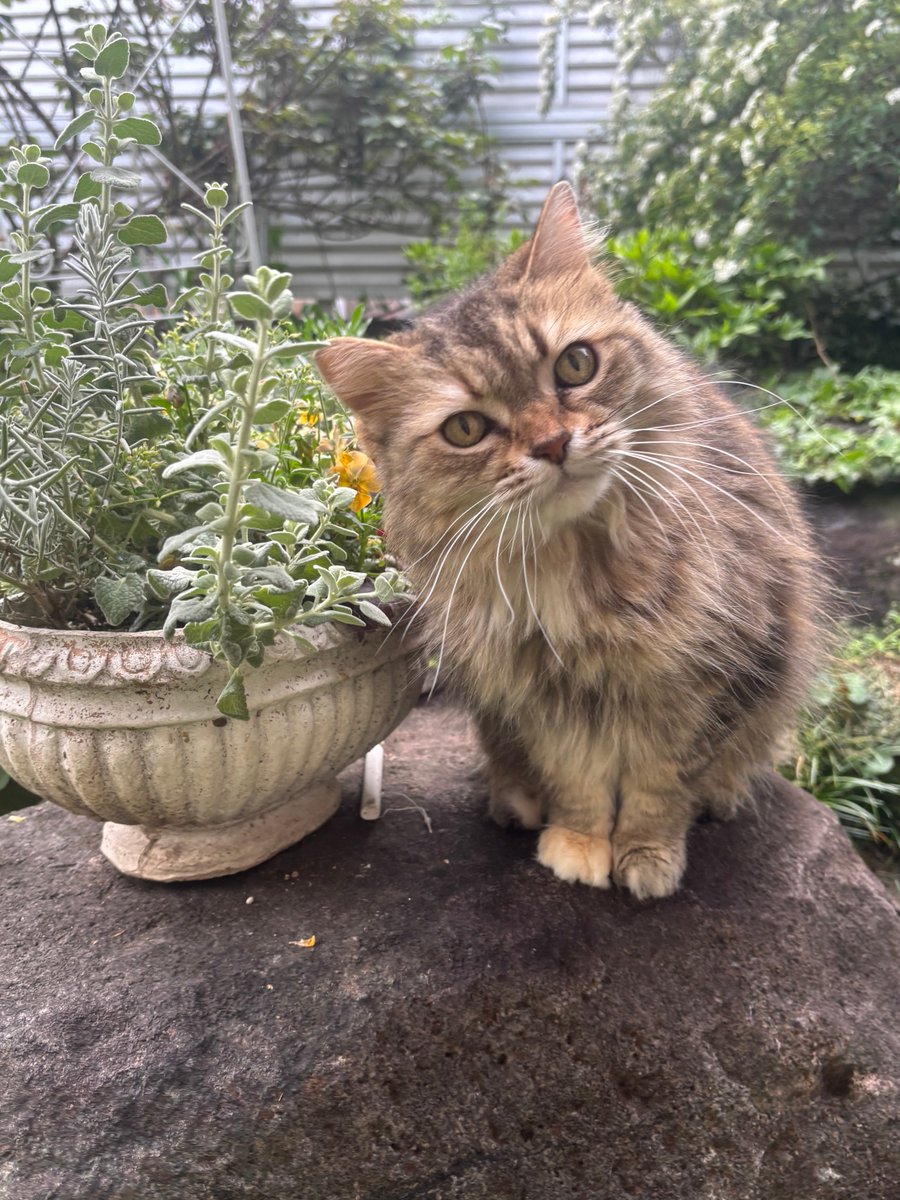 コハちゃん tweet media