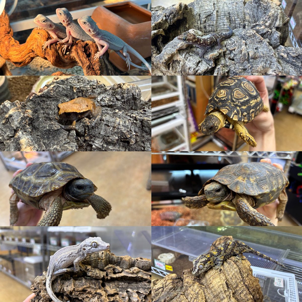 ペポニ@リミックスインター店 tweet media