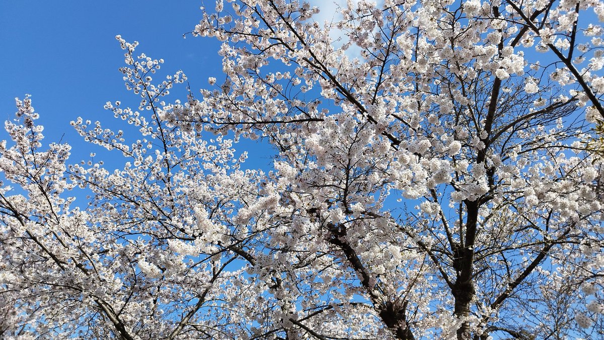 Rebic Channel tweet media