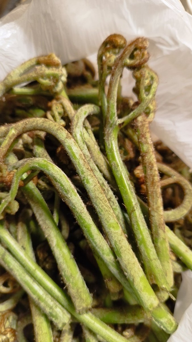 Rebic Channel tweet media