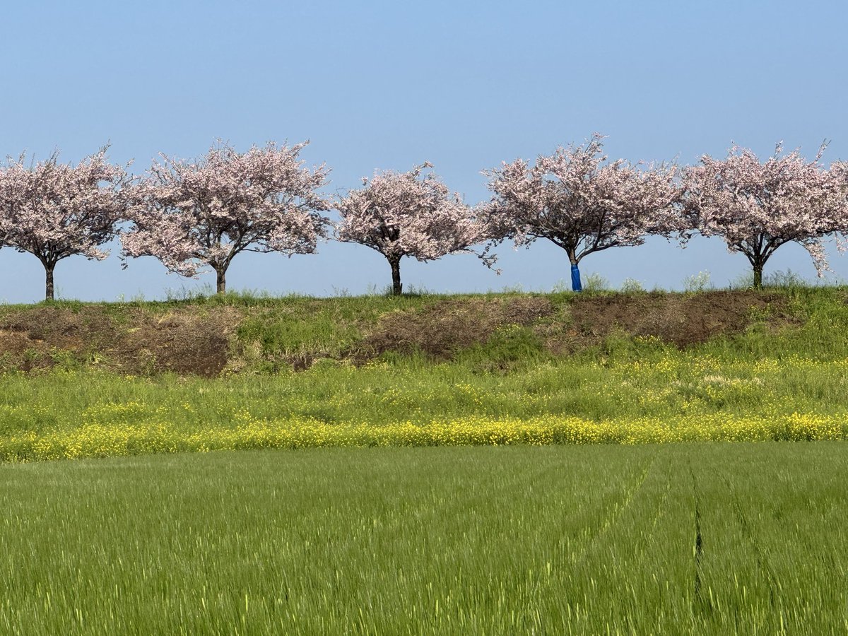 早く起きたから思川桜観てきた🌸