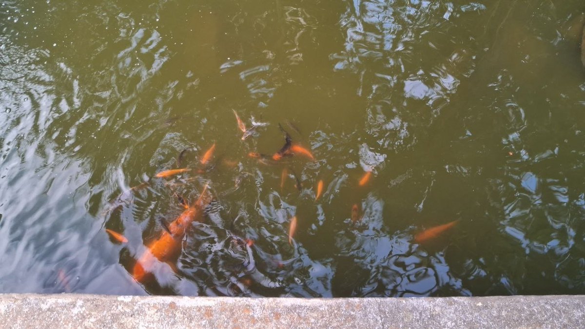 stratus［gio］ tweet media