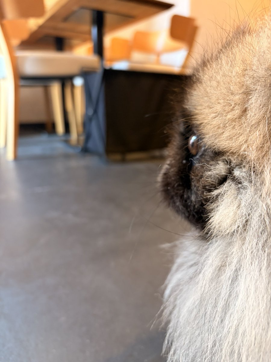 🍔ぷろしゅーと🍟 tweet media