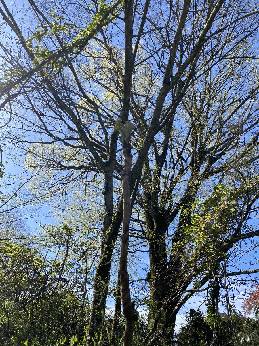 satosimple_base's tweet photo. 朝散歩してたらタラの芽みつけた！
こいつはおれのタラの木！ https://t.co/B4XnRVXxq6