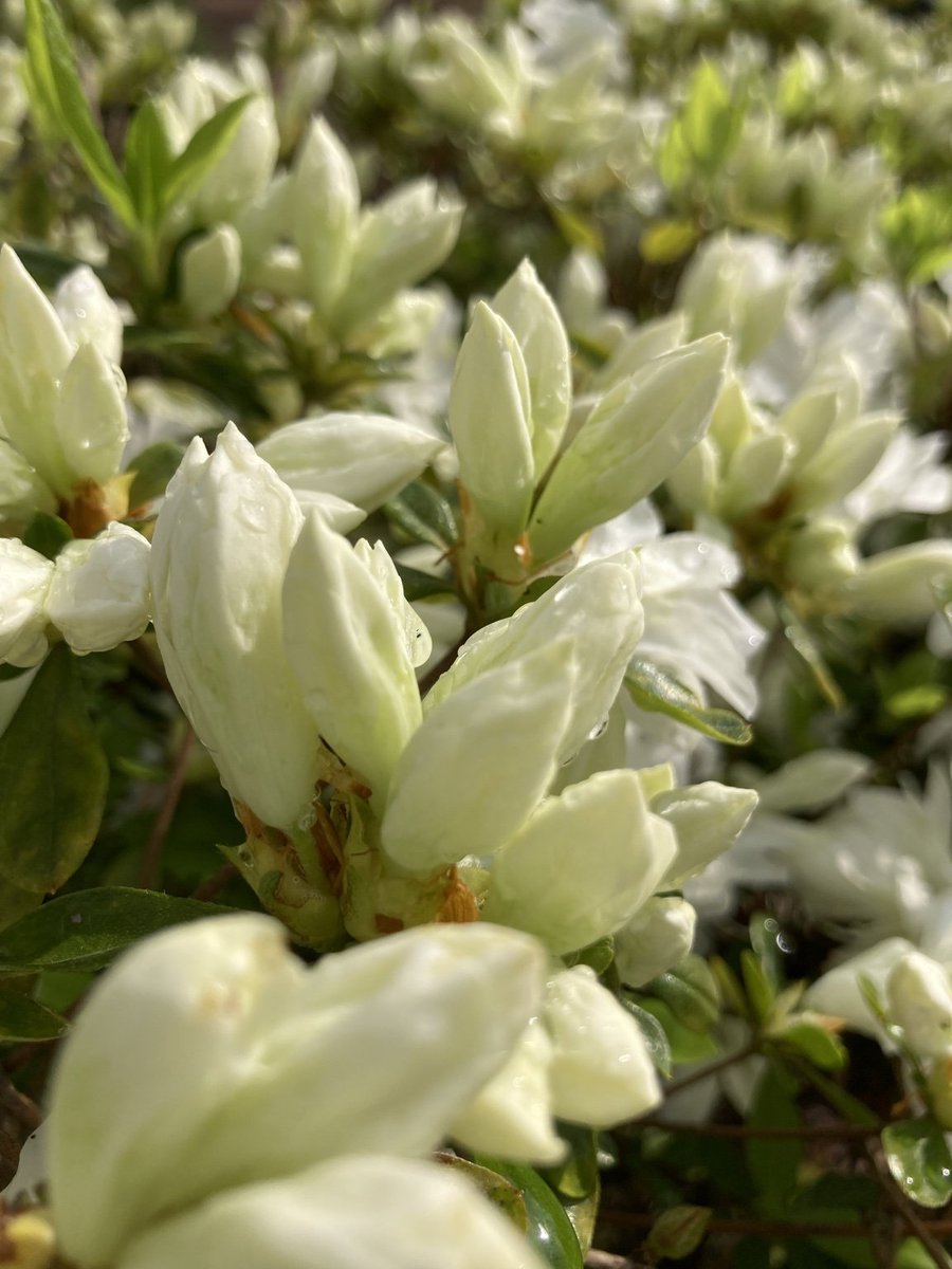 nnI9m9lZWO92038's tweet image. おはようございます😃

朝日に輝く
ツツジのつぼみ

ヒメツルソバの
空気感が好きです

アマドコロ、ラベンダー
咲き始めました

今日も良い一日をお過ごしください🌿