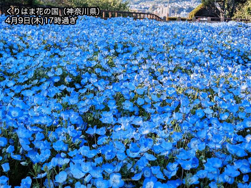 ウェザーニュース tweet media