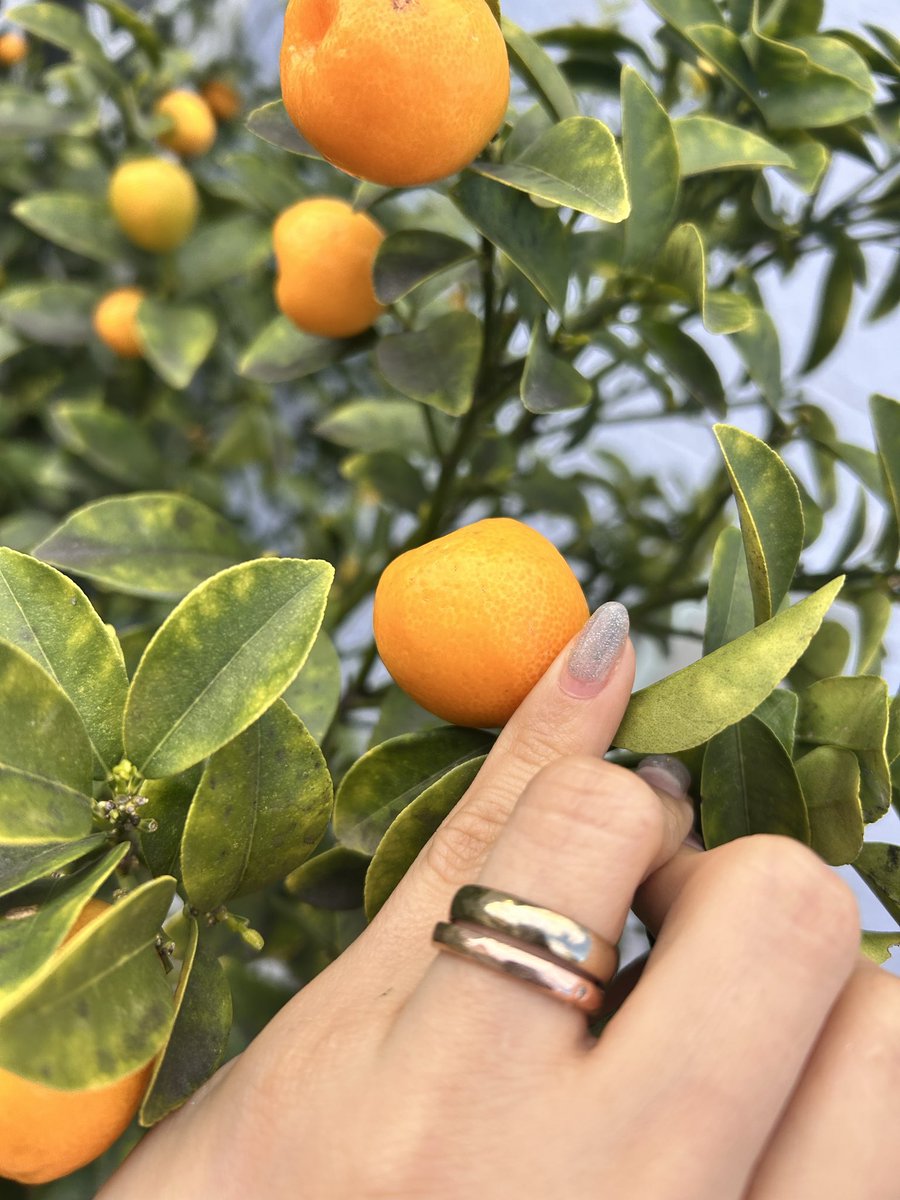 晴れ子 tweet media