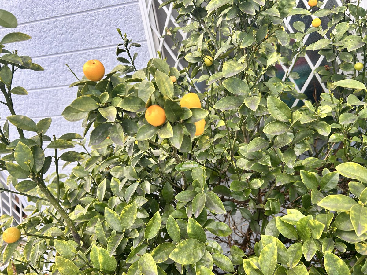 晴れ子 tweet media