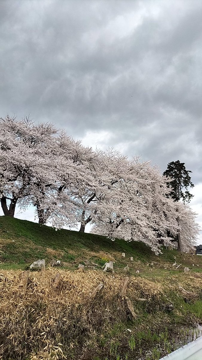 ゆう@Icelantic tweet media