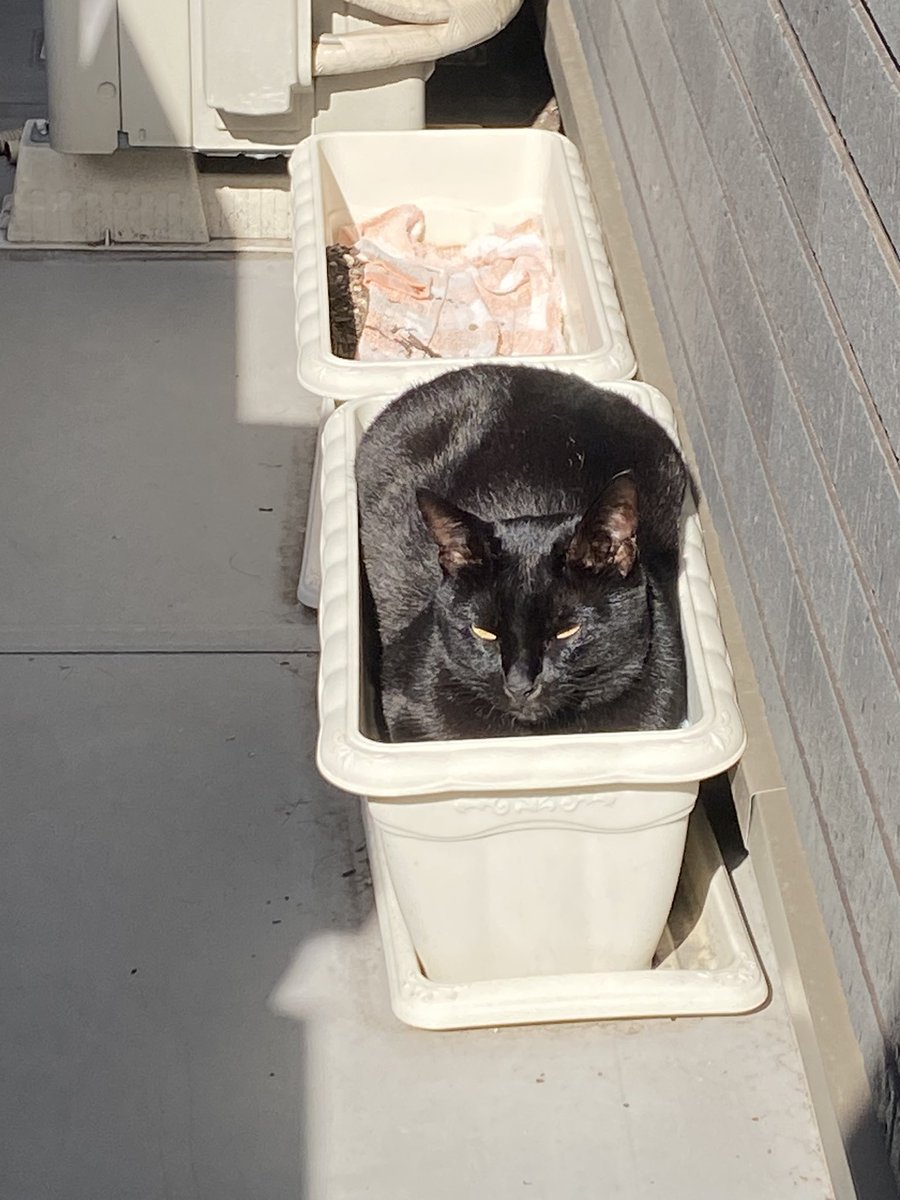 youpi🐈‍⬛黒猫 tweet media