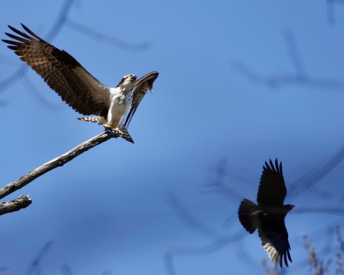 gigpalileo's tweet image. An Osprey perched high, was enjoying its late lunch🐠, when some sneaky food bandits(A.Crows)showed up trying to steal its grub, spotted north of Harlem Meer @CentralParkNYC  this afternoon
#birdcpp
#birdwatching
#birding
