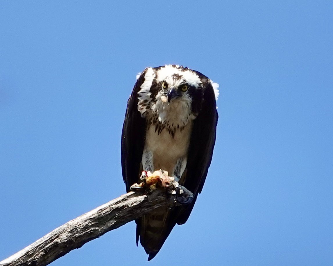 gigpalileo's tweet image. An Osprey perched high, was enjoying its late lunch🐠, when some sneaky food bandits(A.Crows)showed up trying to steal its grub, spotted north of Harlem Meer @CentralParkNYC  this afternoon
#birdcpp
#birdwatching
#birding
