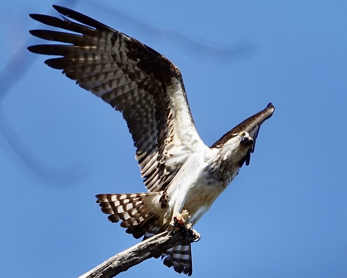 gigpalileo's tweet image. An Osprey perched high, was enjoying its late lunch🐠, when some sneaky food bandits(A.Crows)showed up trying to steal its grub, spotted north of Harlem Meer @CentralParkNYC  this afternoon
#birdcpp
#birdwatching
#birding