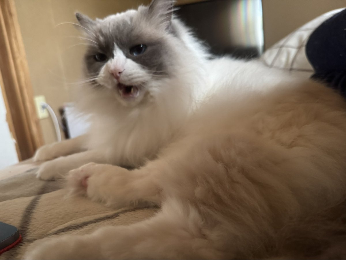 こりぃちゃんぴっぐ tweet media