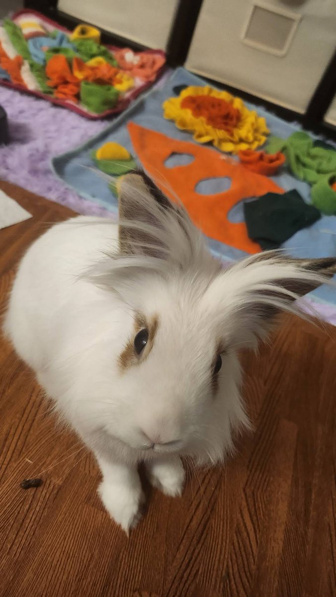 Phoebe Chan 🐝🌸 Densetsu.EXE tweet media