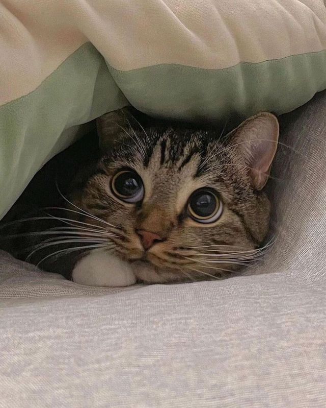 @Alibaba tweet media