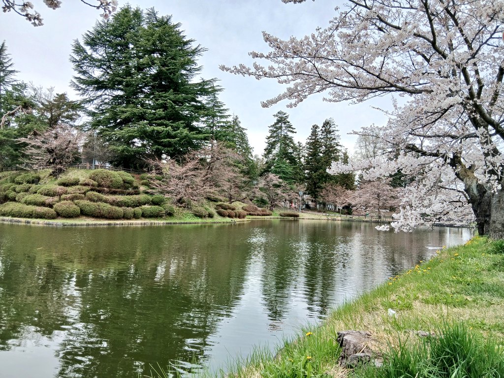 宿なると🐱ฅ🐾🌸上杉神社わっさまるしぇ4/18 tweet media