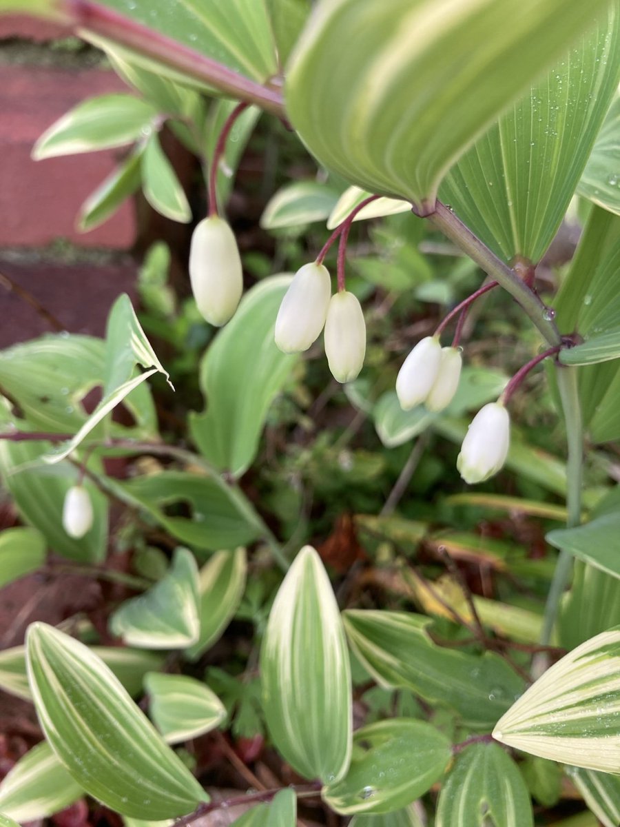 nnI9m9lZWO92038's tweet image. おはようございます😃

朝日に輝く
ツツジのつぼみ

ヒメツルソバの
空気感が好きです

アマドコロ、ラベンダー
咲き始めました

今日も良い一日をお過ごしください🌿