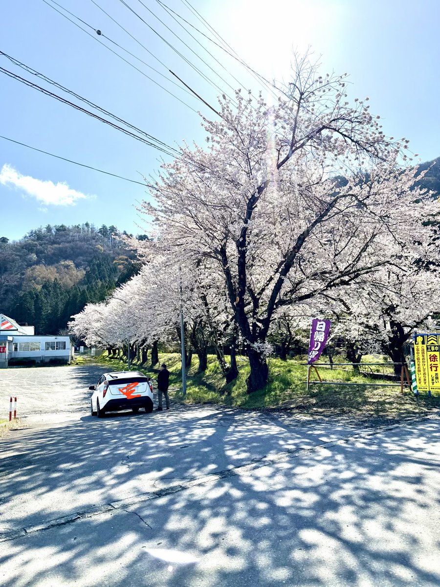 須坂温泉古城荘入り口付近
おそらく満開です🌸
#須坂市