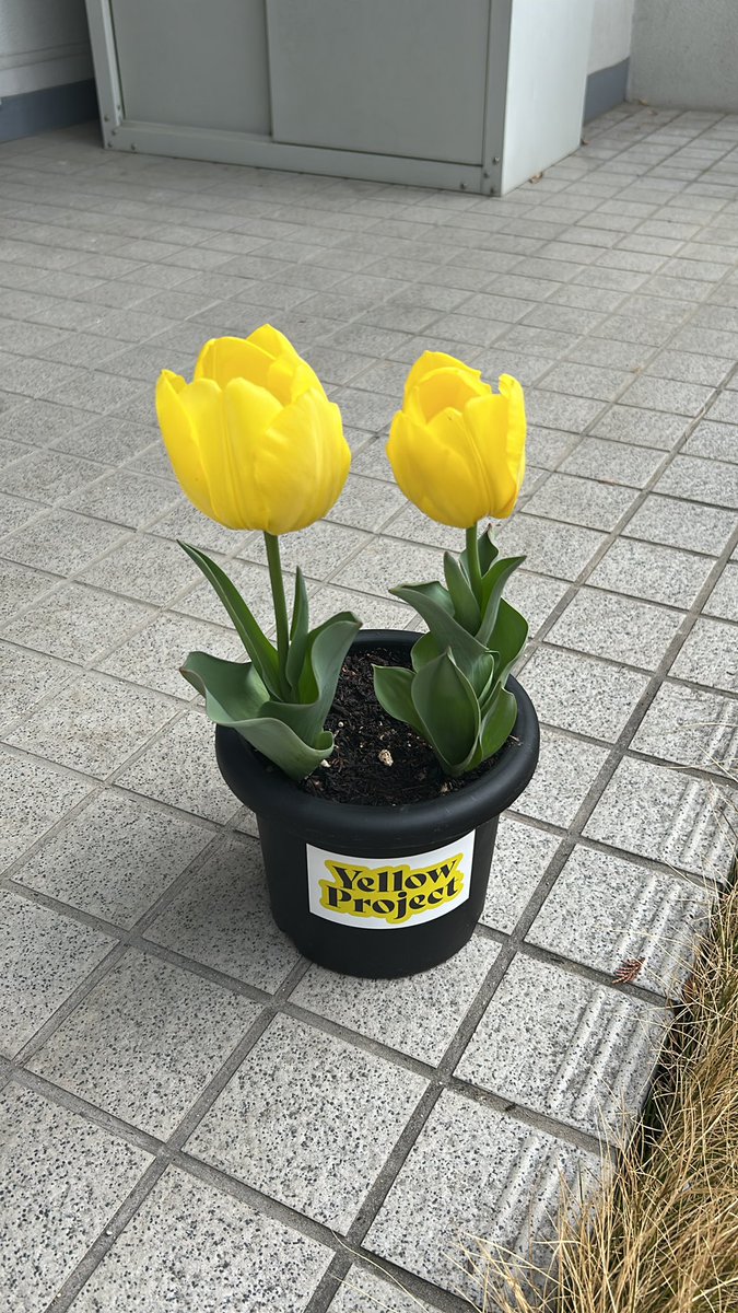 イッシー08 tweet media