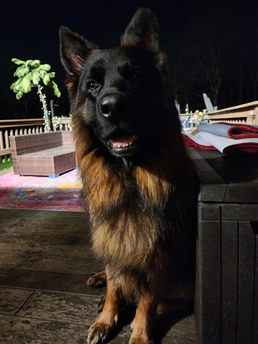 Kar22C**Hunter(GSD)**Farley(OES)***AngelDiezel*** tweet media