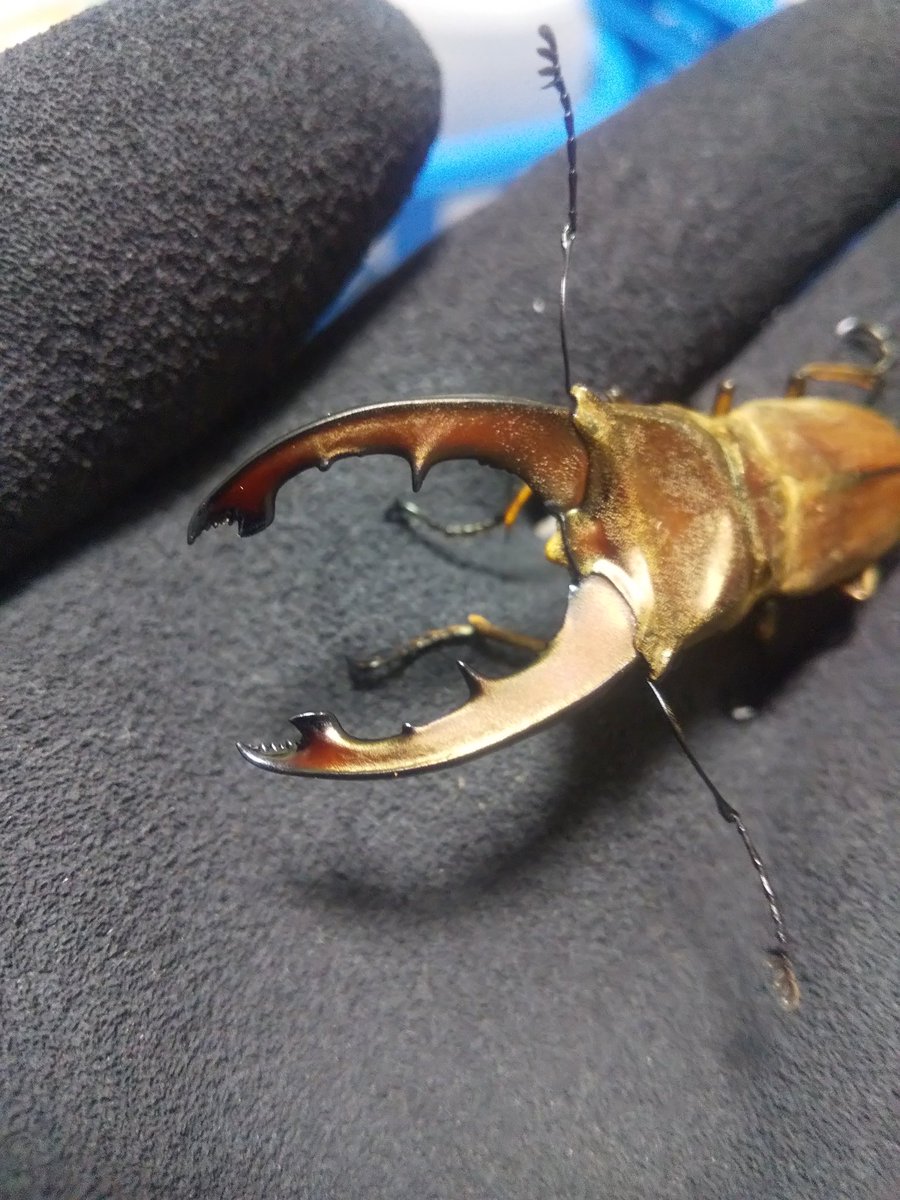 ハラヘッタナ小野 tweet media